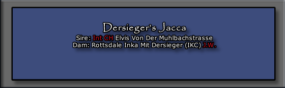 Dersieger’s Jacca
Sire: Int CH Elvis Von Der Muhlbachstrasse
Dam: Rottsdale Inka Mit Dersieger (IKC) J.W.




