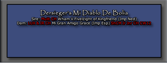 Dersieger’s Mi Diablo De Bolia
Sire: Mulit CH Wham V.Fivelzight of Kingfriend (Imp Ned)
Dam: LUX & IR CH Mi Gran Amigo Grace (Imp Esp) ShCM Ir Jnr CH CW12

 



