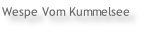 Wespe Vom Kummelsee