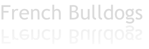 French Bulldogs