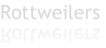 Rottweilers