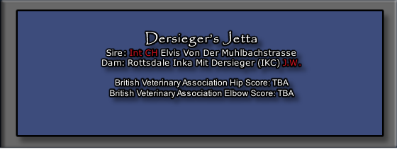 Dersieger’s Jetta
Sire: Int CH Elvis Von Der Muhlbachstrasse
Dam: Rottsdale Inka Mit Dersieger (IKC) J.W.

British Veterinary Association Hip Score: TBA
British Veterinary Association Elbow Score: TBA



