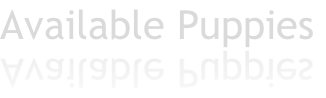 Available Puppies