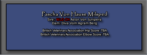 Pascha Von Hause Milsped
Sire: WLD CH Astor Von Junipera
Dam: Diva Vom Agram Berg

British Veterinary Association Hip Score: TBA
British Veterinary Association Elbow Score: TBA



