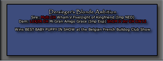 Dersieger’s Blonde Ambition
Sire: Multi CH Wham V.Fivelzight of Kingfriend (Imp NED)
Dam: LUX/IR CH Mi Gran Amigo Grace (Imp Esp) ShCM Ir Jnr CH CW12

Wins BEST BABY PUPPY IN SHOW at the Belgian French Bulldog Club Show

