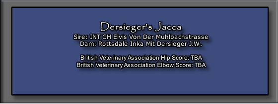 Dersieger’s Jacca
Sire: INT CH Elvis Von Der Muhlbachstrasse
Dam: Rottsdale Inka Mit Dersieger J.W.

British Veterinary Association Hip Score: TBA
British Veterinary Association Elbow Score: TBA

