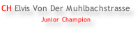 CH Elvis Von Der Muhlbachstrasse Junior Champion