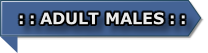 : : ADULT MALES : :
