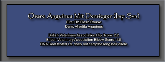 Osare Anguinus Mit Dersieger (Imp Svn)
Sire: Uzi Flash Rouse  
 Dam: Afrodita Anguinus

British Veterinary Association Hip Score: 2:2
British Veterinary Association Elbow Score: 1:0
DNA Coat tested L/L does not carry the long hair allele



