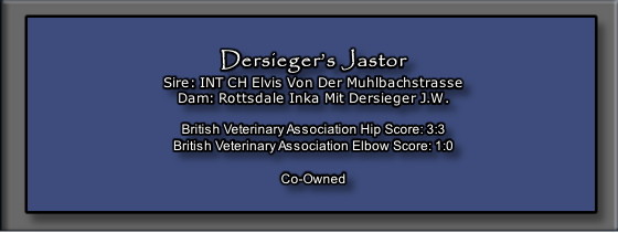 Dersieger’s Jastor
Sire: INT CH Elvis Von Der Muhlbachstrasse
Dam: Rottsdale Inka Mit Dersieger J.W.

British Veterinary Association Hip Score: 3:3
British Veterinary Association Elbow Score: 1:0

Co-Owned 
